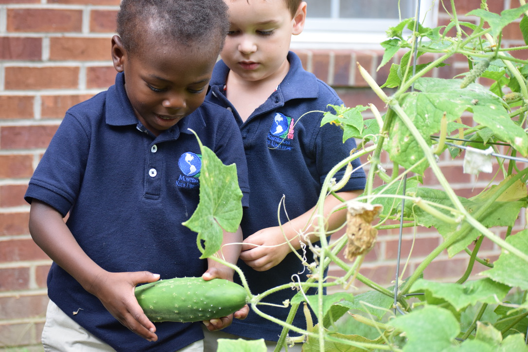 Gardening | MKU | Montessori Kids Universe | Our Commitment to Child Nutrition | Montessori Kids Universe